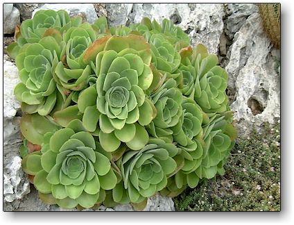 Aeonium canariense, Jardin Exotique de Monaco