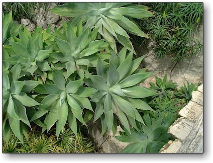 Agave attenuata, Jardin Exotique de Monaco