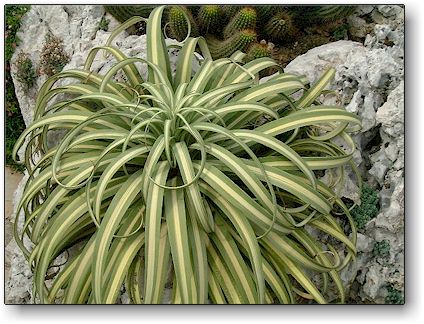 Agave bracteosa Medio-Picta, Jardin Exotique de Monaco