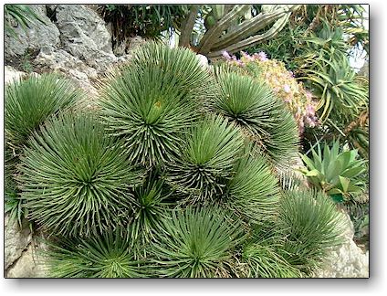 Agave stricta, Jardin Exotique de Monaco