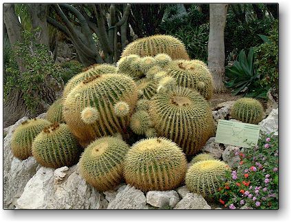 Echinocactus grusonii, Jardin Exotique de Monaco