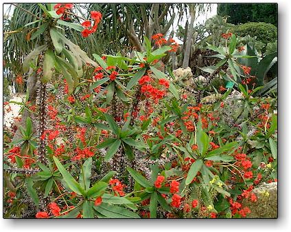 Euphorbia milii var. hislopii, Jardin Exotique de Monaco