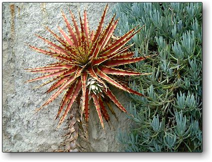 Hechtia, Jardin Exotique de Monaco