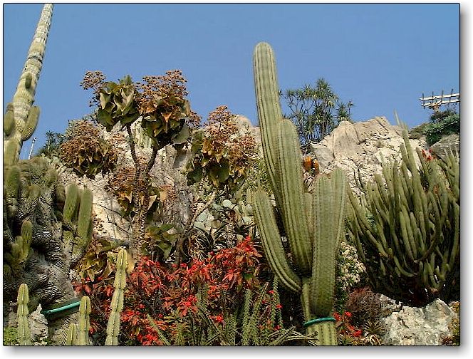 Jardin Exotique de Monaco