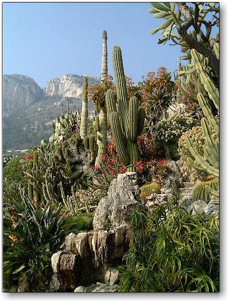 Jardin Exotique de Monaco