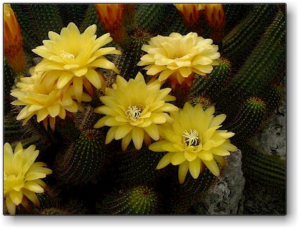 Echinopsis huascha, Jardin Exotique de Monaco