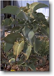 Kalanchoe beharensis