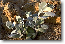 Kalanchoe pumila