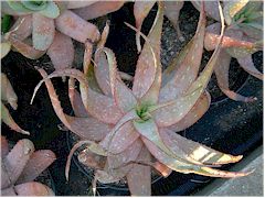 Aloe microstigma trop ensoleillé