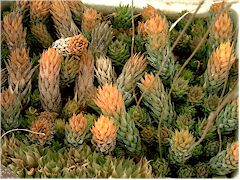 Haworthia glauca brulé