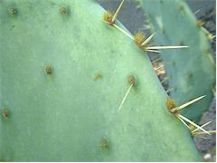 Opuntia lindheimeri décoloré