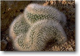 Mammillaria spinosissima fma. cristata