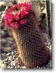 Mammillaria centraliplumosa