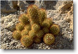 Mammillaria elongata