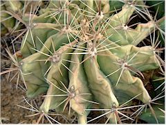 Ferocactus herrerae en mauvais état