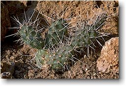 Opuntia armata