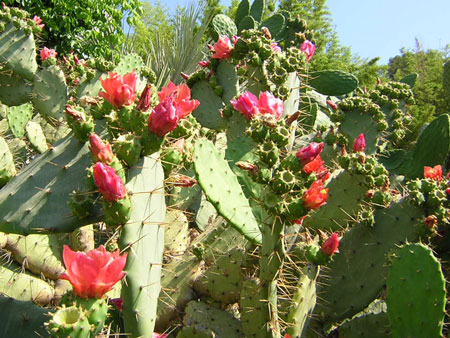 Opuntia elatior (bergeriana)