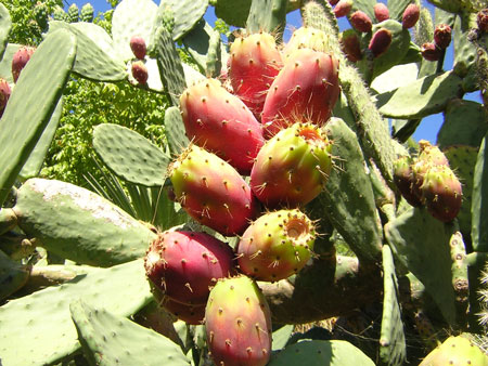 Opuntia ficus indica var. rubra