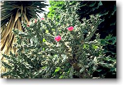 Cylindropuntia imbricata