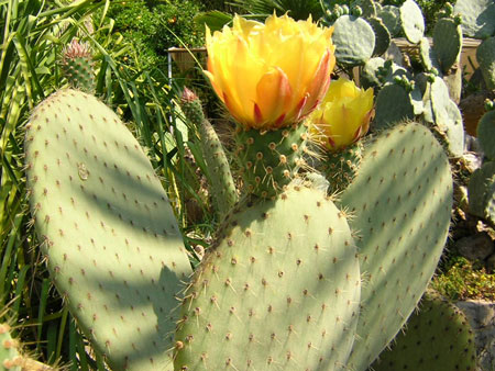 Opuntia leucotricha