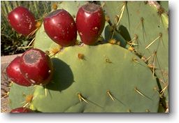 Opuntia lindheimeri