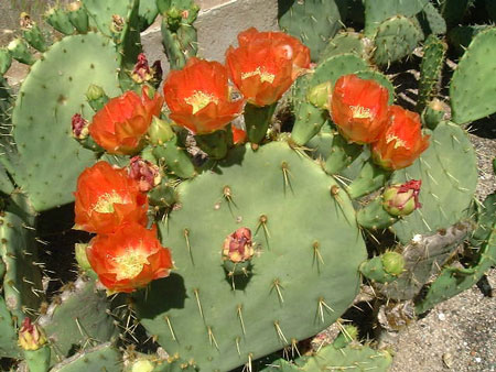 Opuntia lindheimeri