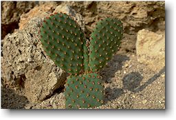 Opuntia microdasys