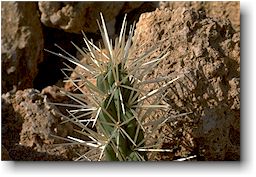 Cylindropuntia rosea