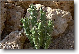 Austrocylindropuntia subulata fma. monstruosa