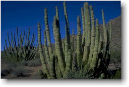 Organ Pipe