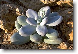 Pachyphytum oviferum