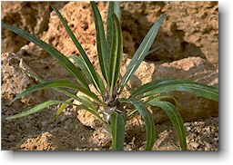 Pachypodium lamerei