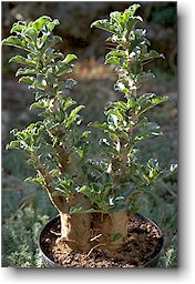 Pachypodium saundersii