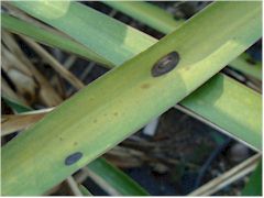 Phoma sur Yucca