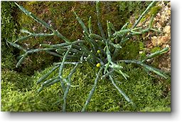 Rhipsalis