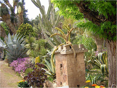 Massif planté d'Agave, Opuntia et Cereus