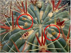 Rouille sur Ferocactus recurvus