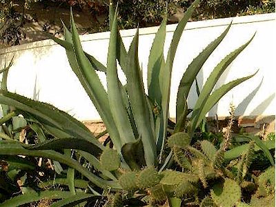 Agave mapisaga