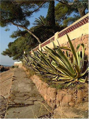 Agave salmiana Picta