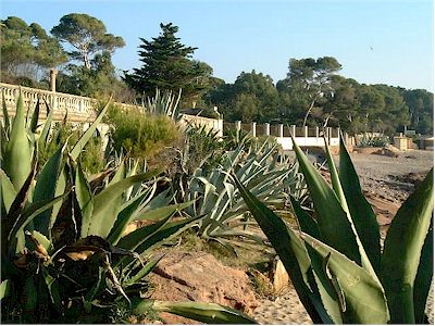 Agaves