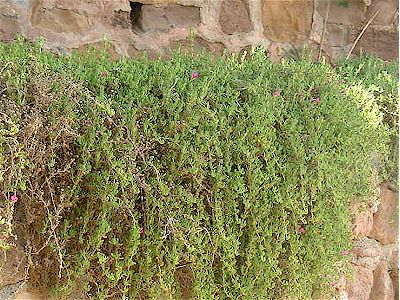 Drosanthemum floribundum