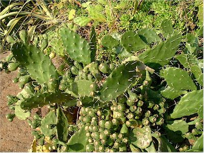 Opuntia monacantha