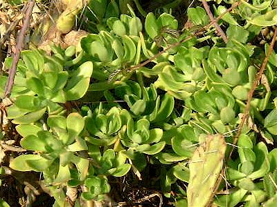 Sedum praealtum