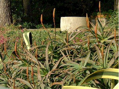 Aloe arborescens