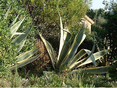 Agave americana Marginata