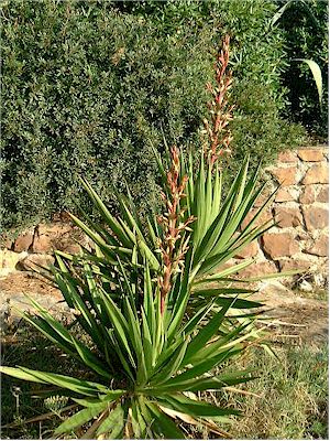 Yucca gloriosa