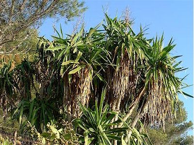 Yucca elephantipes