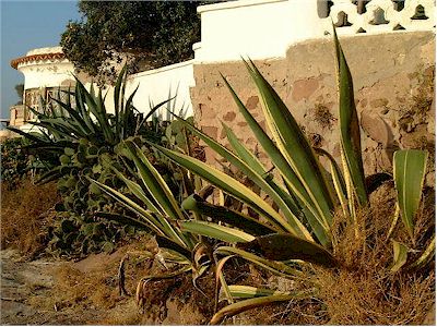 Agave americana Picta