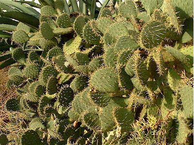 Opuntia rastrera