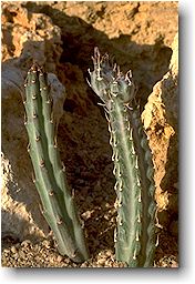 Senecio stapeliaeformis